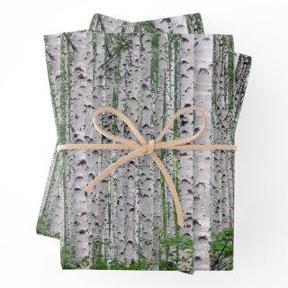 Birch Tree Forest Nature  Sheets