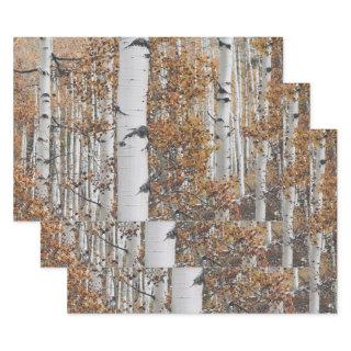 Birch Tree Forest  Sheets