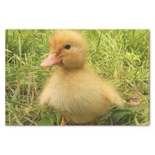 bird, duck, duckling, yellow, nature, cute, baby, tissue paper