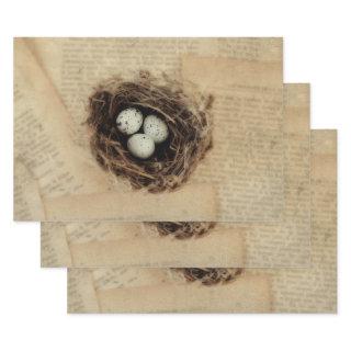 Bird Nest Old Vintage Antique Retro Brown Eggs  Sheets