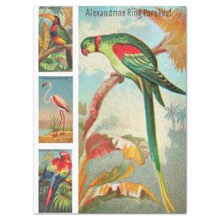 Birds Collection Parakeet 2a Vintage Decoupage Tissue Paper
