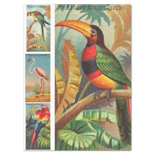 Birds Collection Toucan 2b Vintage Decoupage Tissue Paper