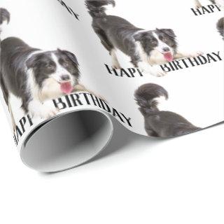 Birthday Border Collie on White