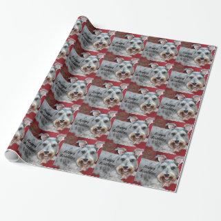 Birthday, Coco, the mini schnauzer, gift wrap.