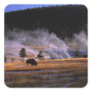 Bison grazing in the Upper Geyser Basin Square Sticker