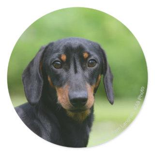 Black and Tan Miniture Dachshund 1 Classic Round Sticker