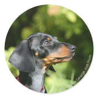 Black and Tan Miniture Dachshund 3 Classic Round Sticker