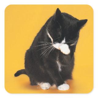Black and White Cat cleaning face with paw Square Sticker