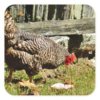 Black and white Chicken by fence Square Sticker