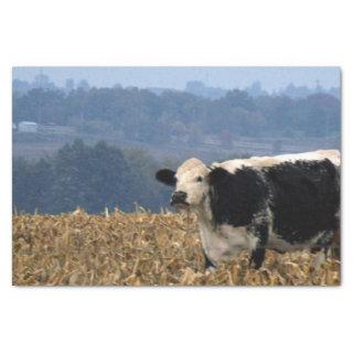 Black and White Cow grazes in freshly plowed field Tissue Paper