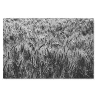 Black and White Field of Wheat Tissue Paper