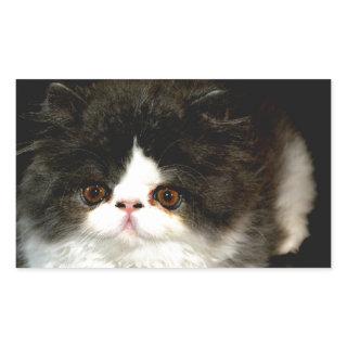 Black and White Kitten Rectangular Sticker