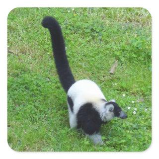 Black-and-white Ruffed Lemur #4 Stickers