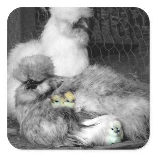 Black and White Silkie Chickens with yellow Chicks Square Sticker