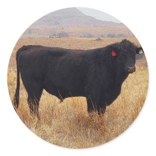 Black Angus Steer Grazing with its Herd Classic Round Sticker