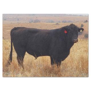 Black Angus Steer Grazing with its Herd Tissue Paper