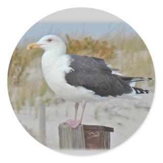 Black Backed Gull Seagull Series Classic Round Sticker
