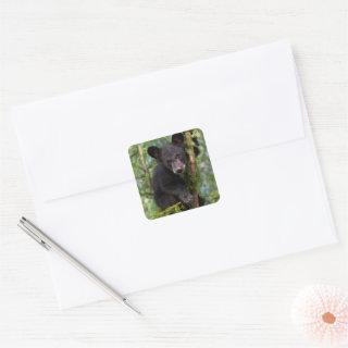 Black Bear Cub Playing in Trees Square Sticker