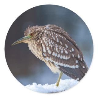 Black-crowned Night-Heron Classic Round Sticker