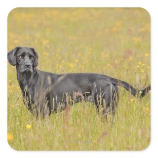 Black labrador 16 Months 2 Square Sticker