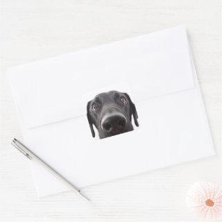 Black Labrador Closeup Portrait Square Sticker