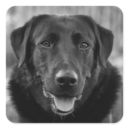 Black Labrador Photo Pet Dog  Square Sticker