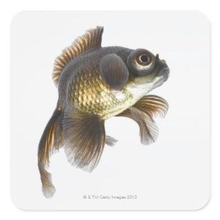 Black moor goldfish (Carassius auratus) 2 Square Sticker