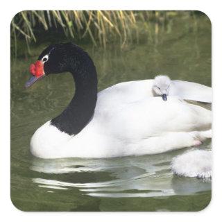Black-necked swan adult and cygnets in water. square sticker