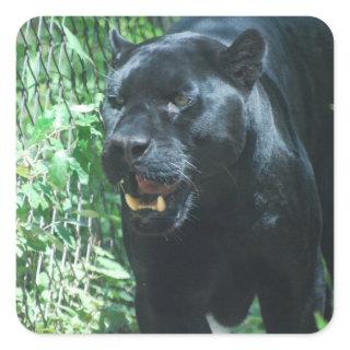 Black Panther Cat  Stickers