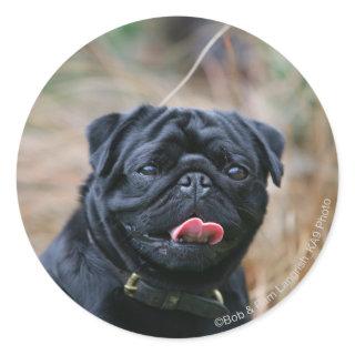 Black Pug Panting While Looking at Camera Classic Round Sticker