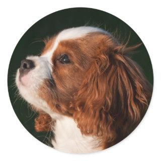 Blenheim Cavalier King Charles Spaniel Puppy Dog Classic Round Sticker