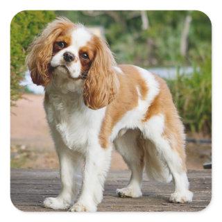 Blenheim Cavalier King Charles Spaniel Puppy Dog Square Sticker