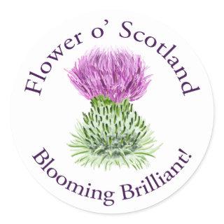 Blooming Brilliant Scottish Thistle Classic Round Sticker