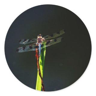 Blue and black  Dragonfly on green and red grass Classic Round Sticker