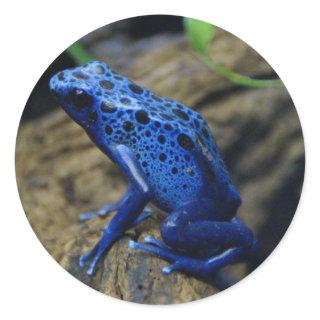 Blue and Black Poison Dart Frog Classic Round Sticker