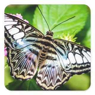 Blue Clipper Butterfly Sticker