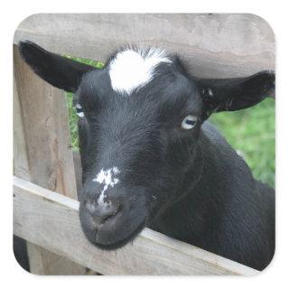 Blue Eyed Black Nigerian Dwarf Dairy Goat Square Sticker