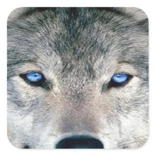 Blue Eyed Wolf Square Sticker
