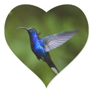 Blue Hummingbird Heart Sticker