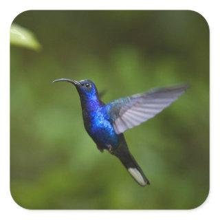 Blue Hummingbird Square Sticker