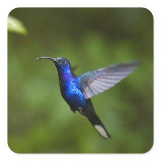 Blue Hummingbird Square Sticker