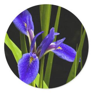 Blue Iris Sticker