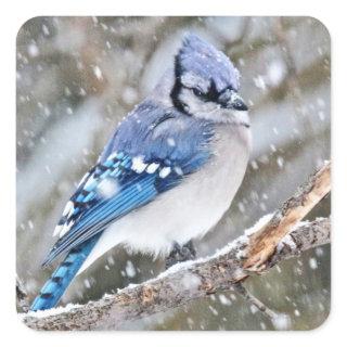 Blue Jay in a Snowstorm Square Sticker