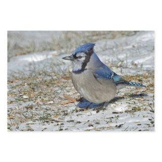 Blue Jay Snow Photo  Sheets