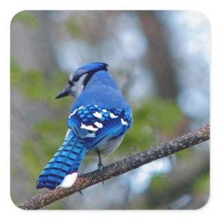 Blue Jay Square Sticker