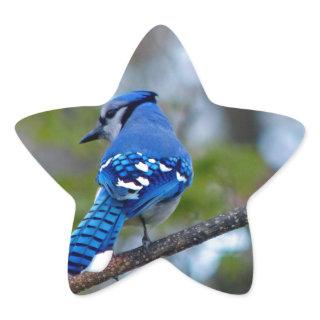 Blue Jay Star Sticker