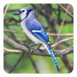 Blue Jay Sticker