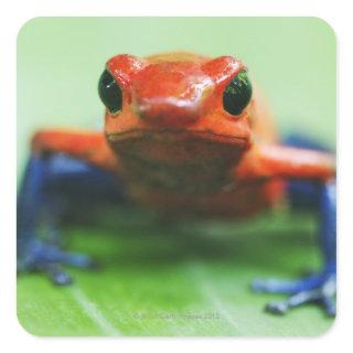 Blue Jean Frog Square Sticker