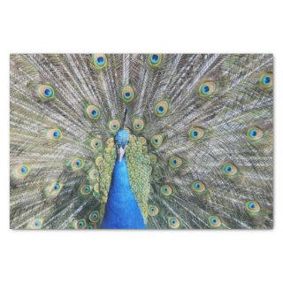 Blue Peacock Full Plumage Tissue Paper