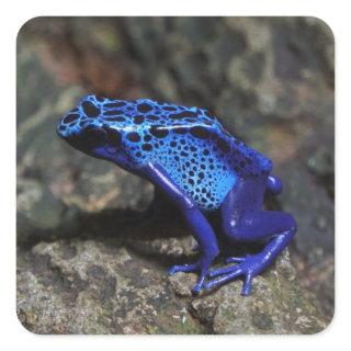 Blue Poison Dart Frog, Bright Blue Frog Square Sticker